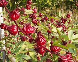 Bissap (feuilles d’hibiscus)