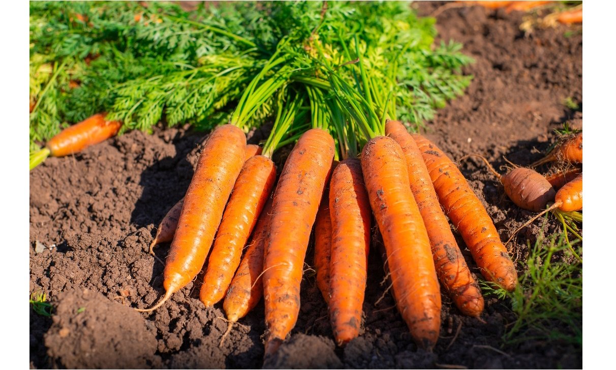 Carottes