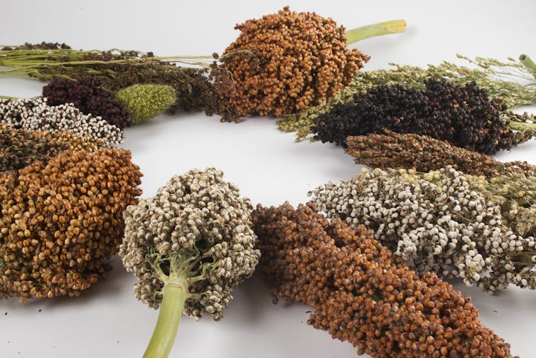 Mil (grains)