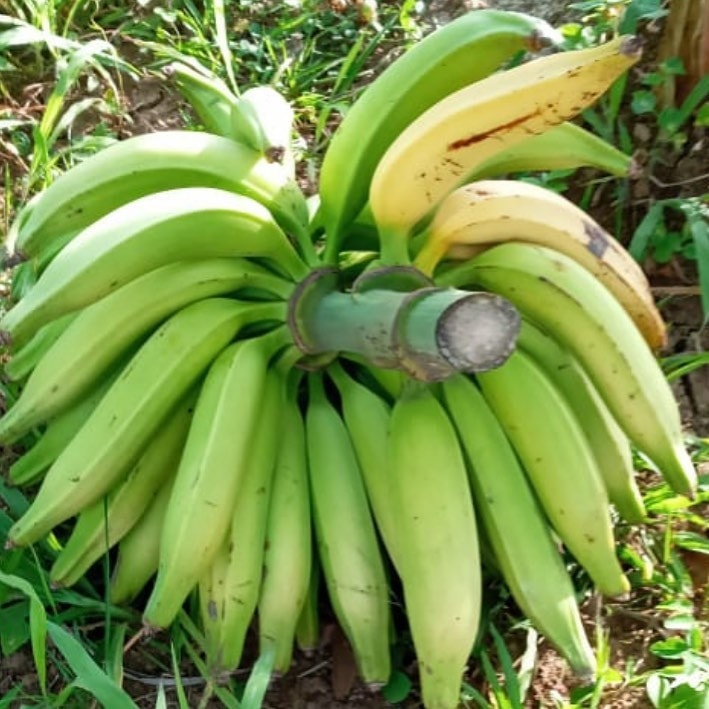 Banane plantain